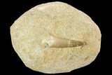Fossil Plesiosaur (Zarafasaura) Tooth - Morocco #127464-1